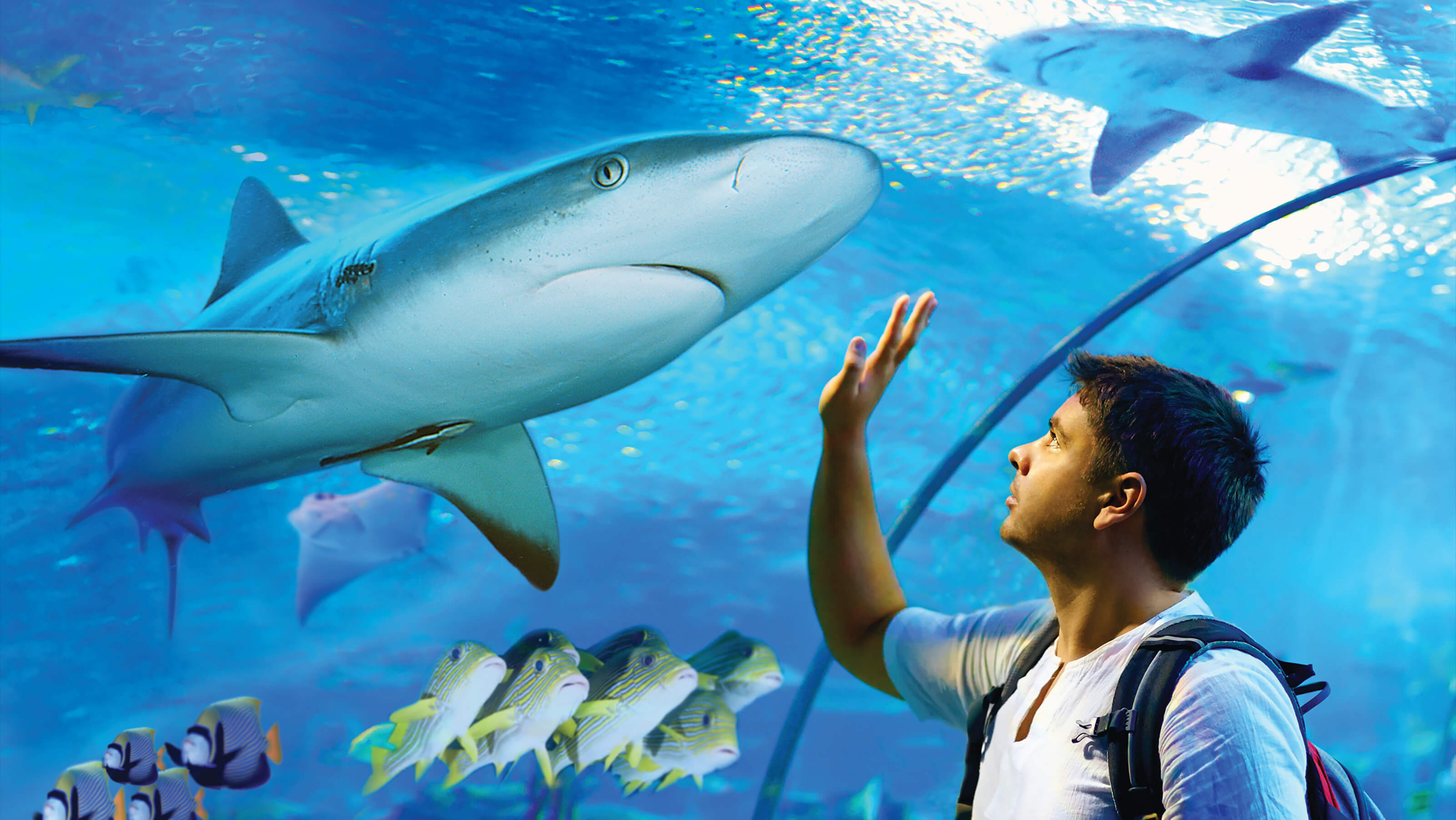 Cairns Aquarium