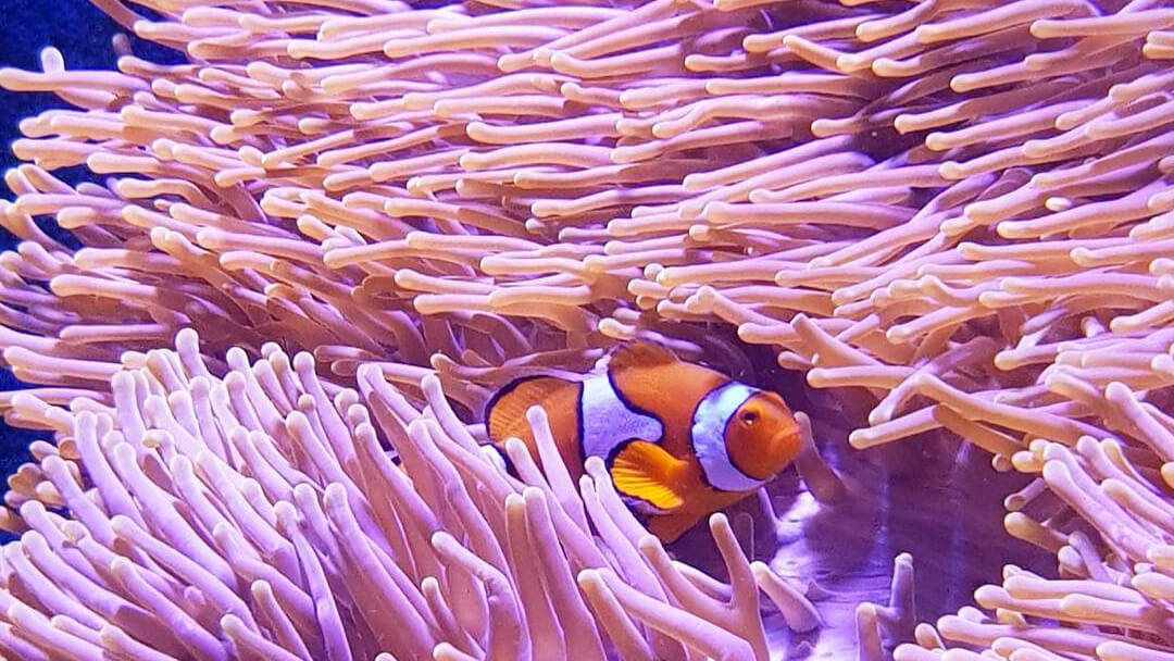 Cairns Aquarium