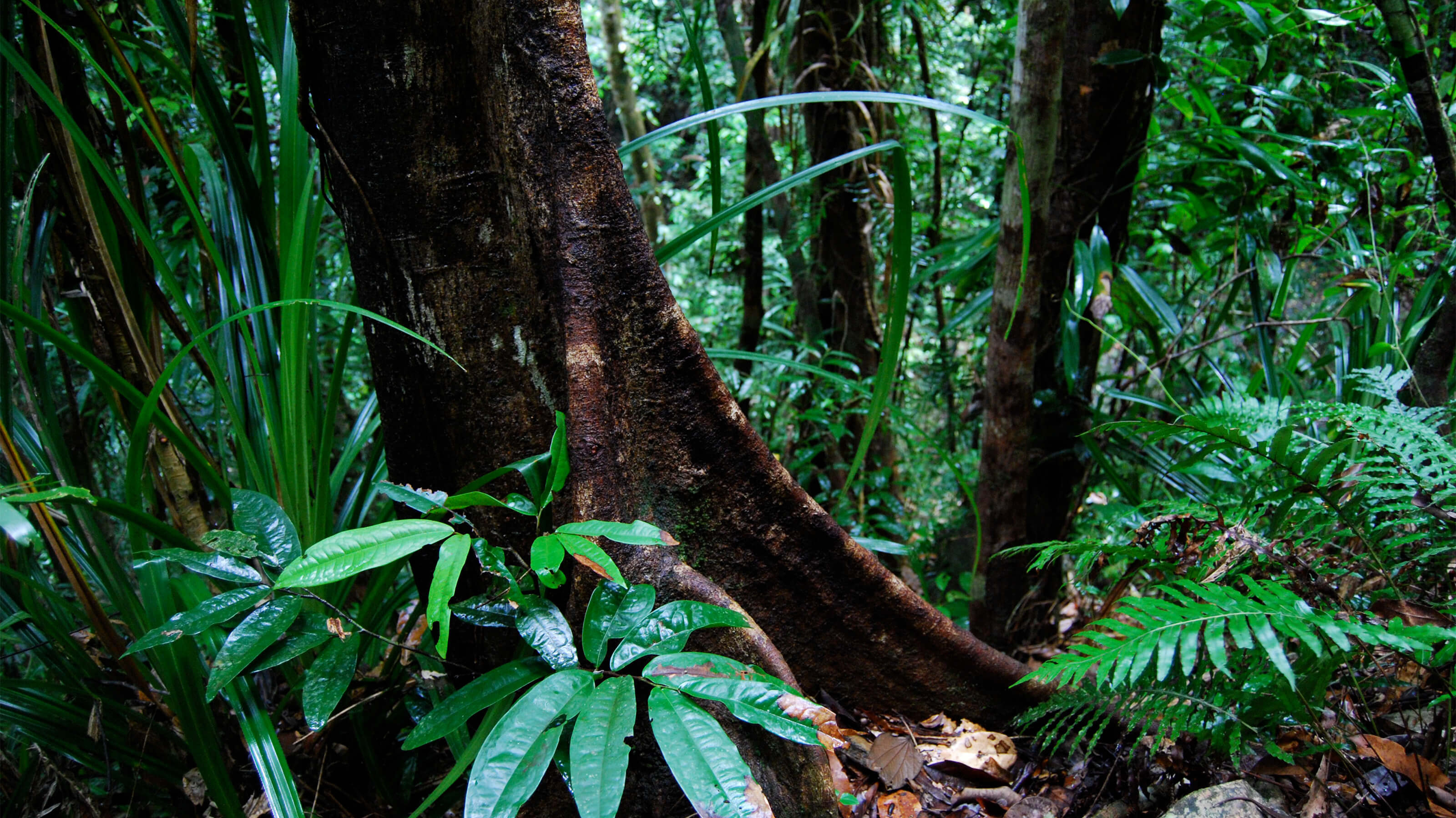 Walkabout Cultural Adventures