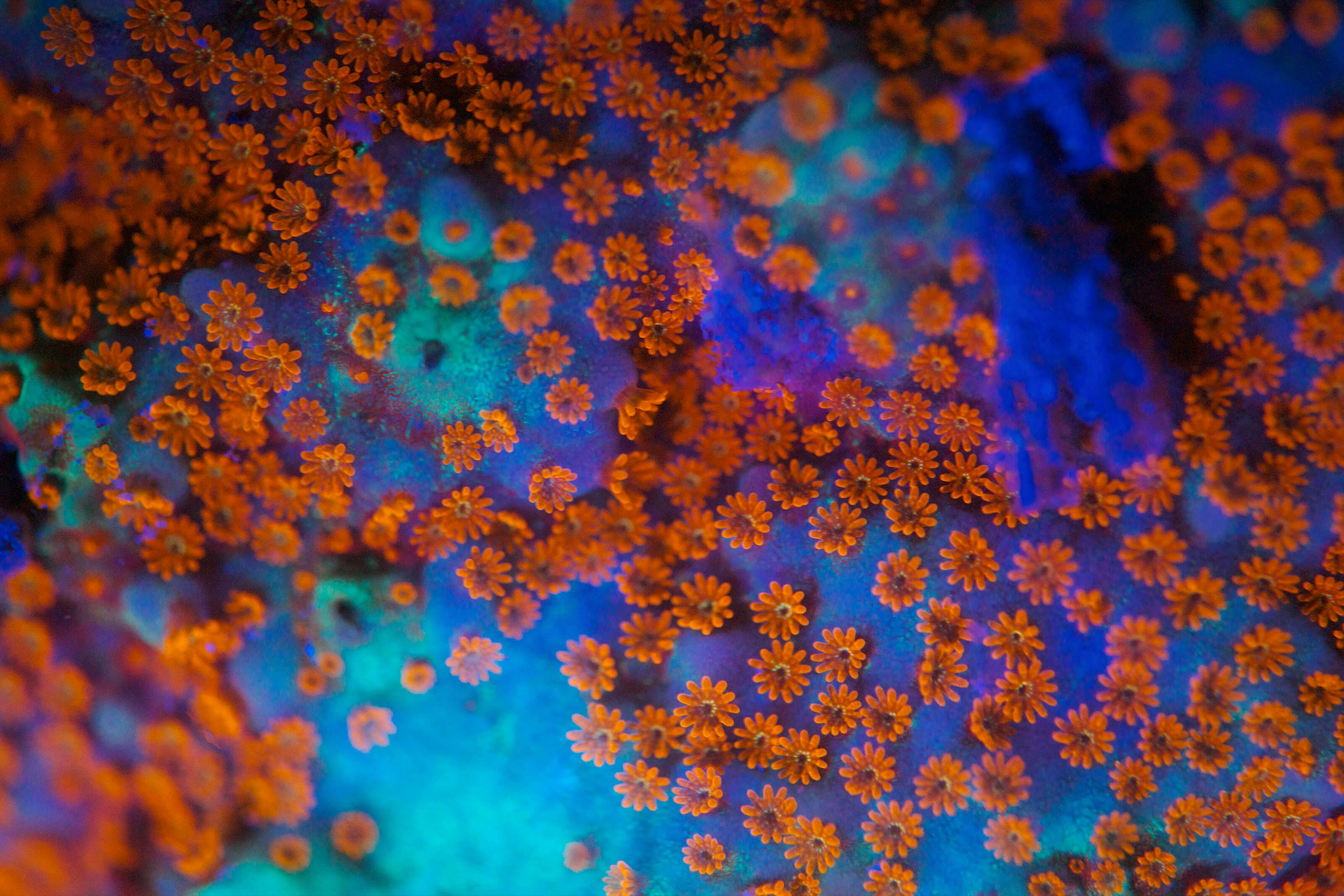 fluoro diving on the great barrier reef