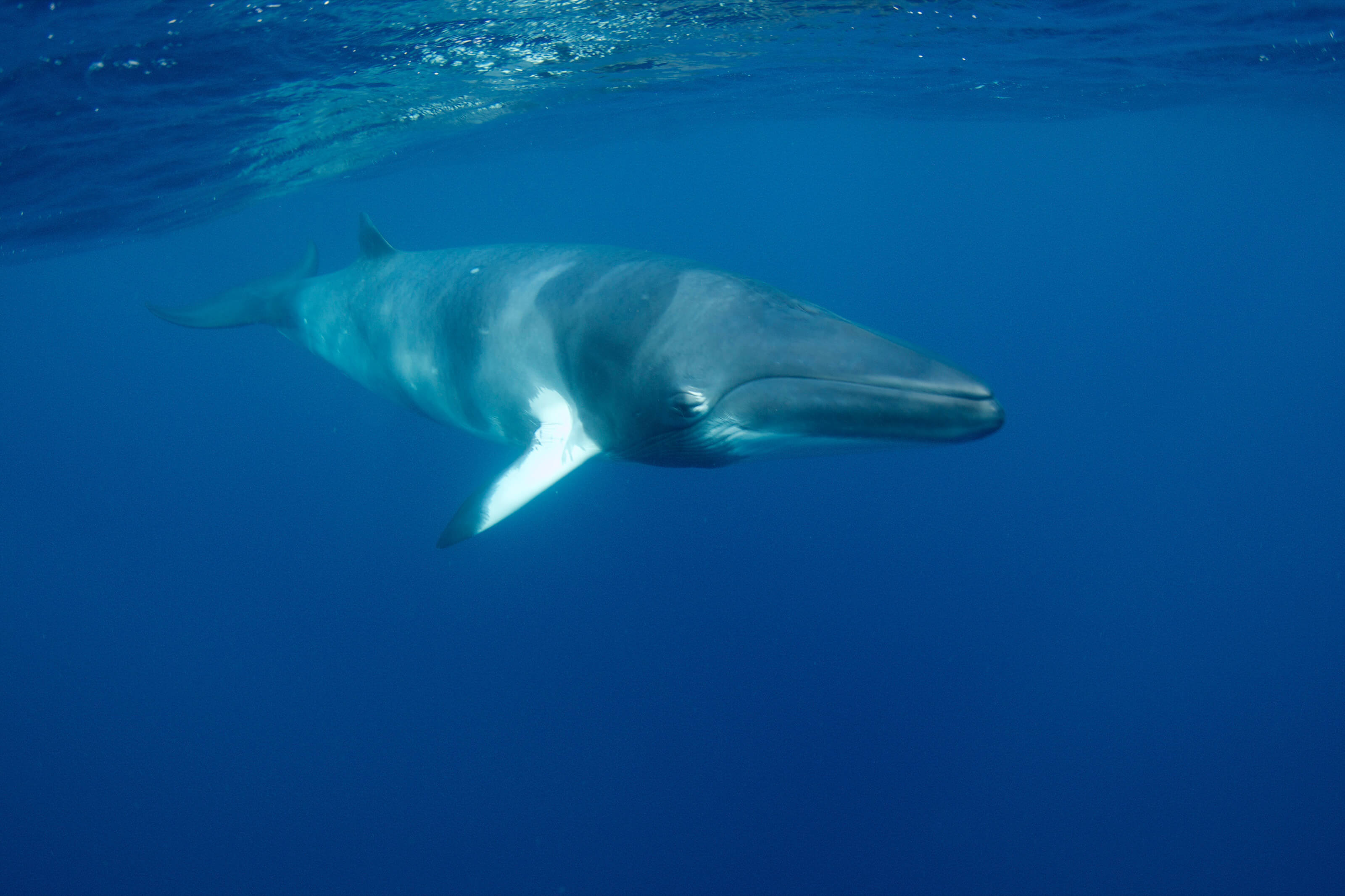 minke whale expedition with divers den