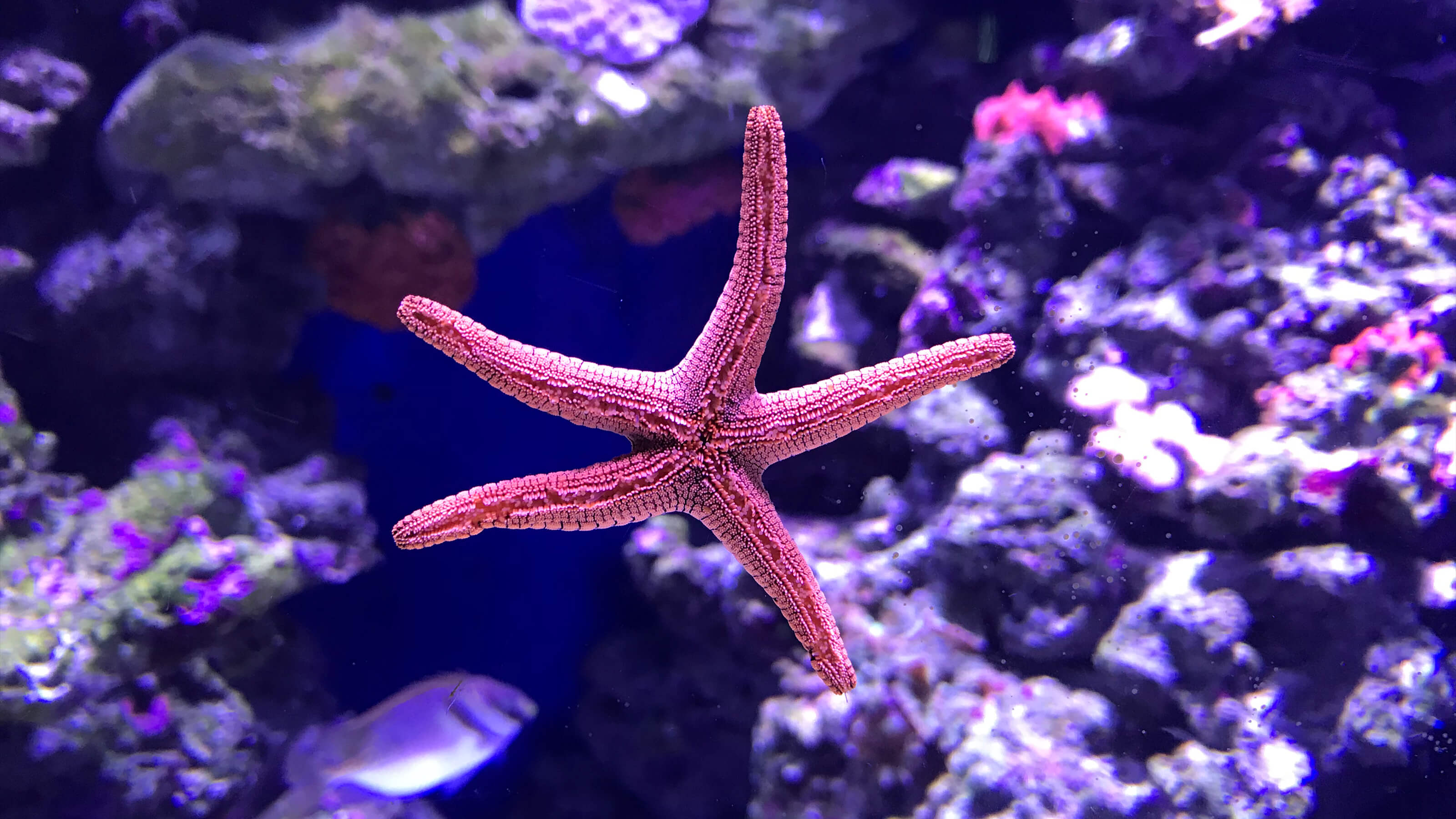 Cairns Aquarium