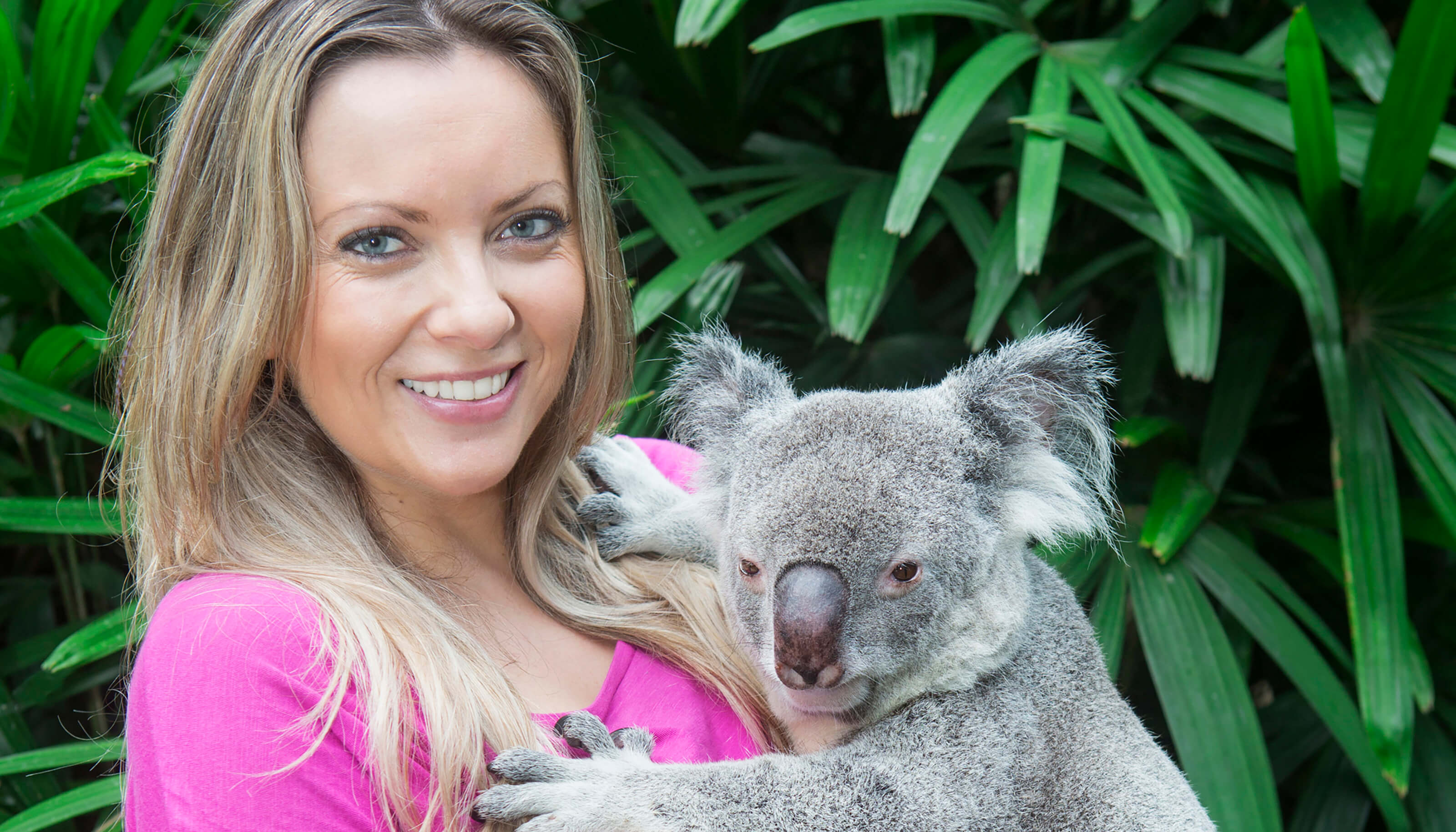 Wildlife Habitat koala cuddle
