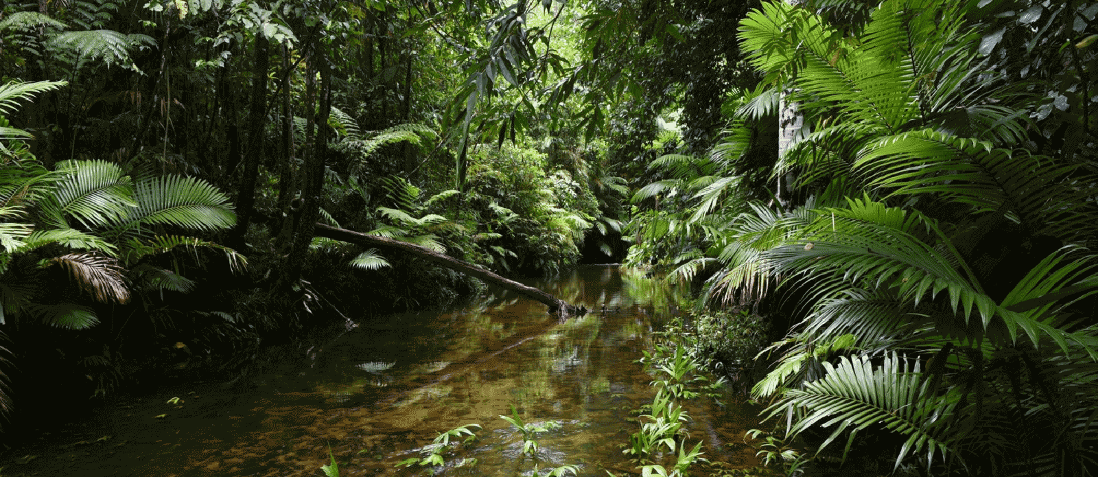 Ancient Tropical Rainforest Cairns Great Barrier Reef