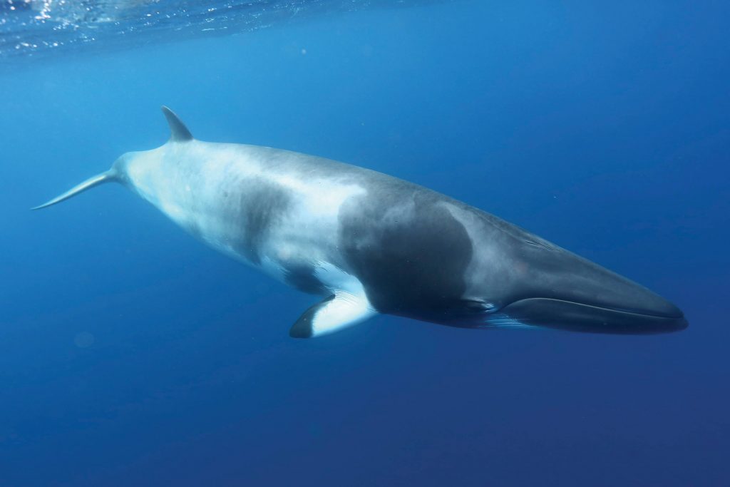 Minke Whales
