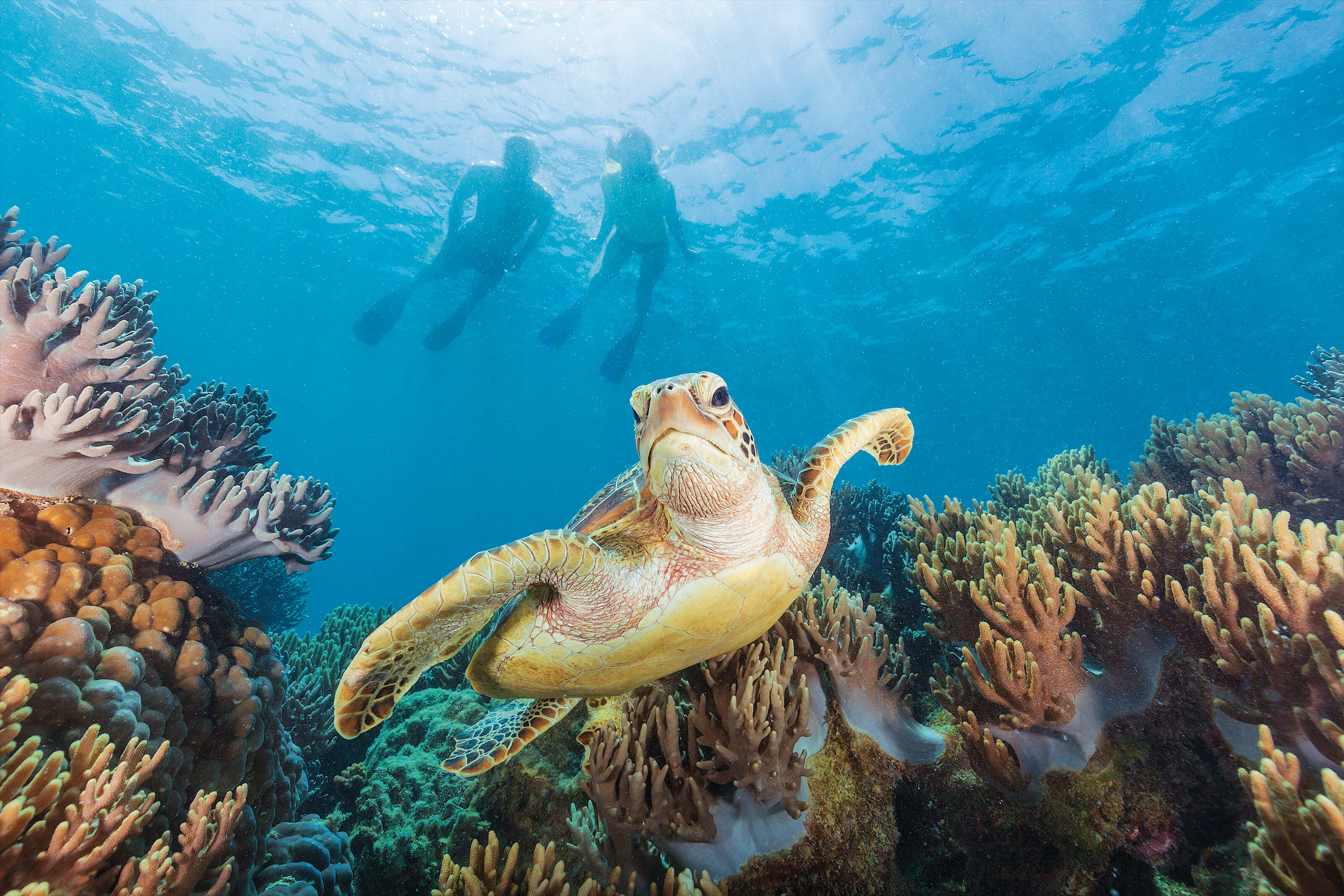 Turtle on the Great Barrier Reef