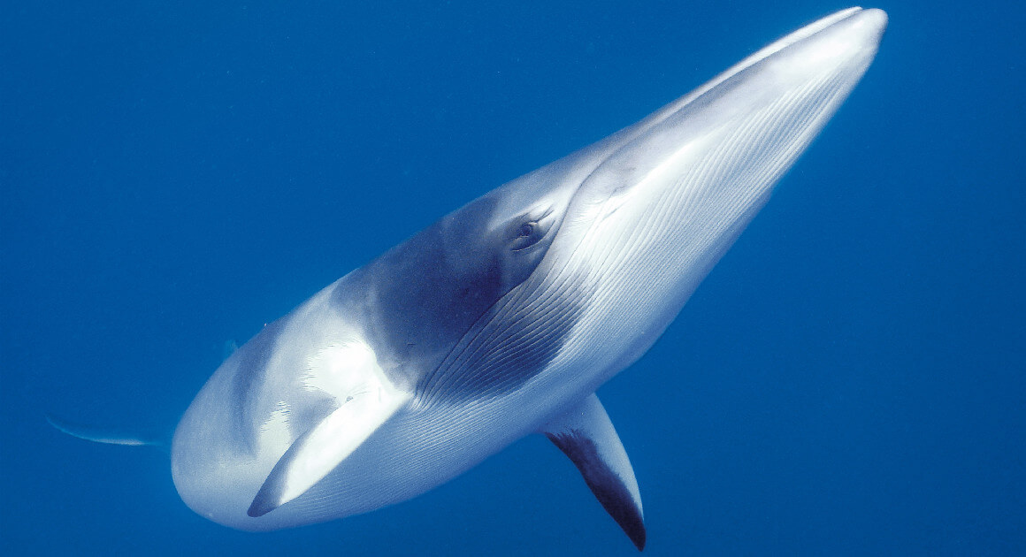 Minke Whale