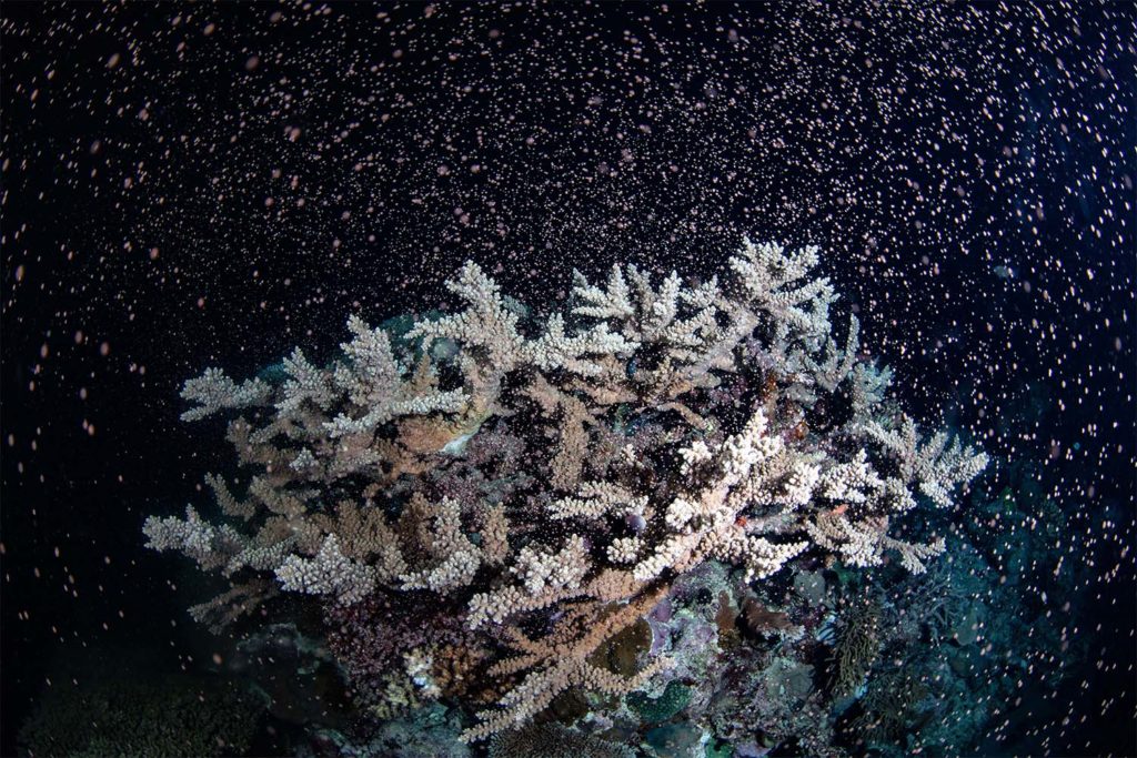 Flynn Reef Coral Spawning - Gabriel Guzman Calypso Productions