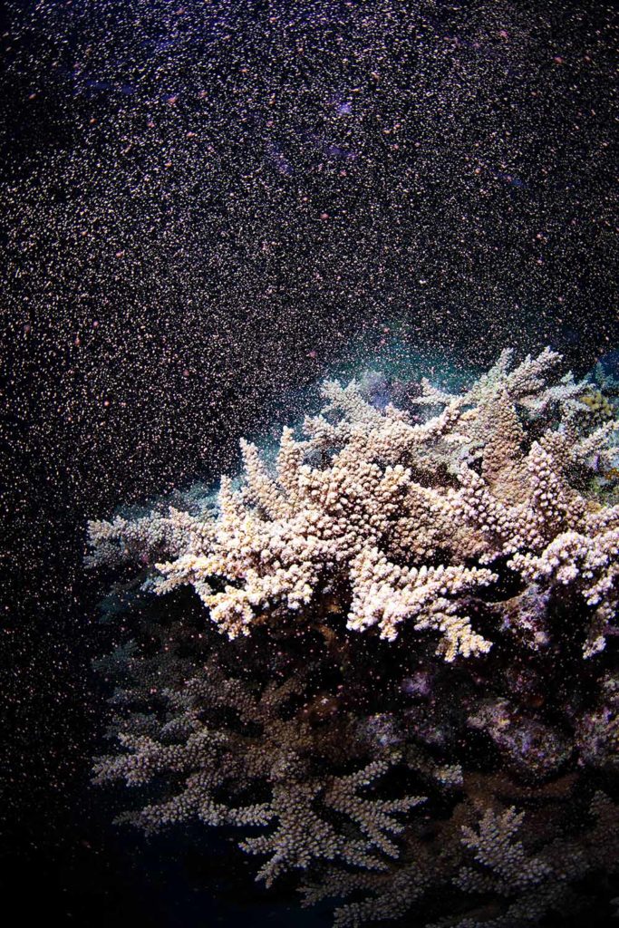 Flynn Reef Coral Spawning - Gabriel Guzman Calypso Productions