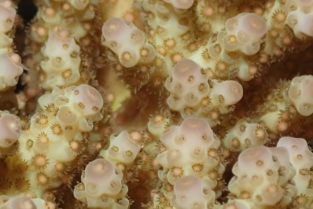 Flynn Reef Coral Spawning - Gareth Phillips Reef Teach