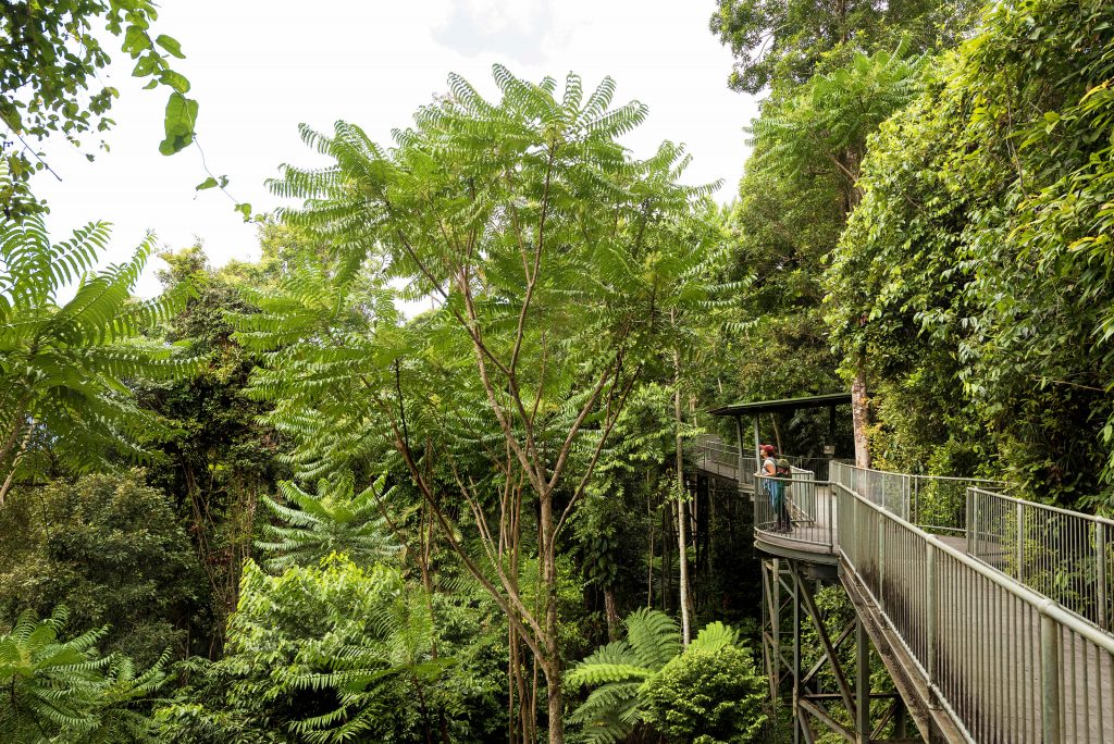 discovering the rainforest at mamu tropical skywalk