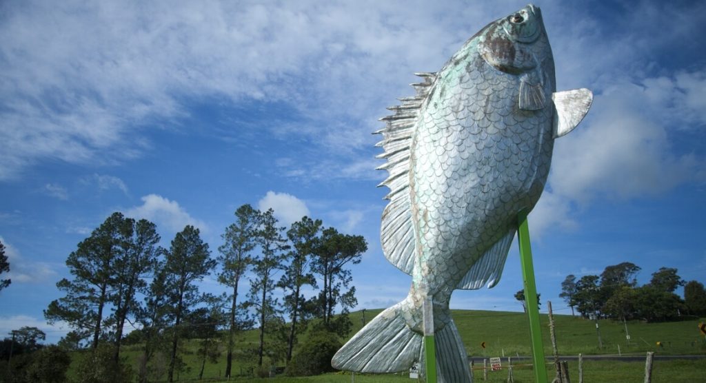 big barramundi tar