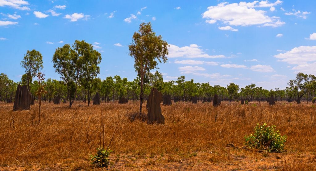 termite mounds cape york