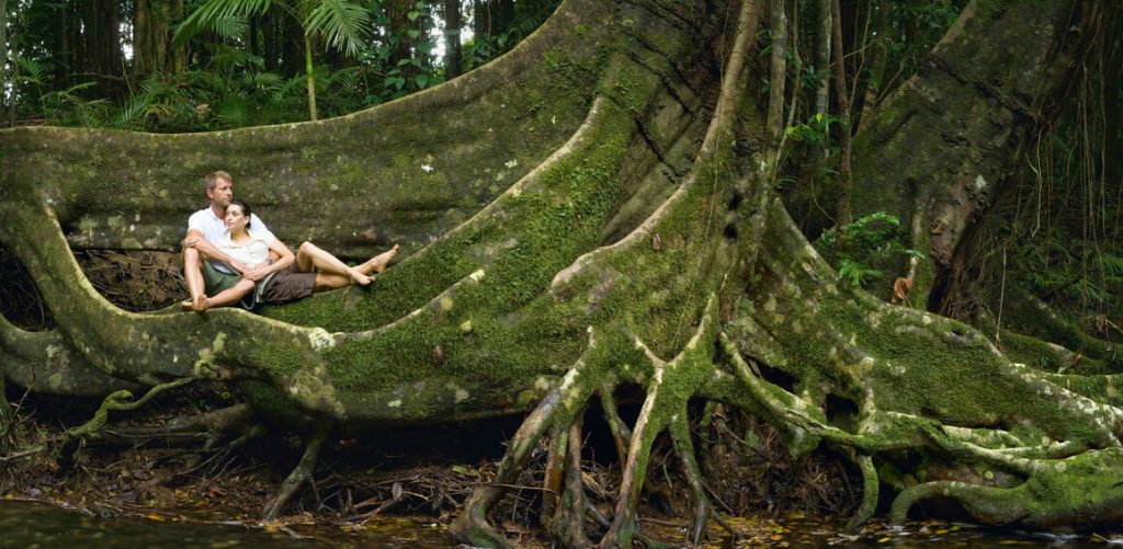 tree at Mossman Gorge