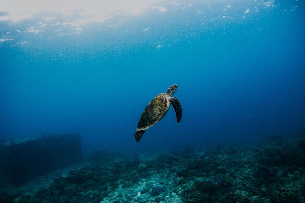 green sea turtle alone in ocean