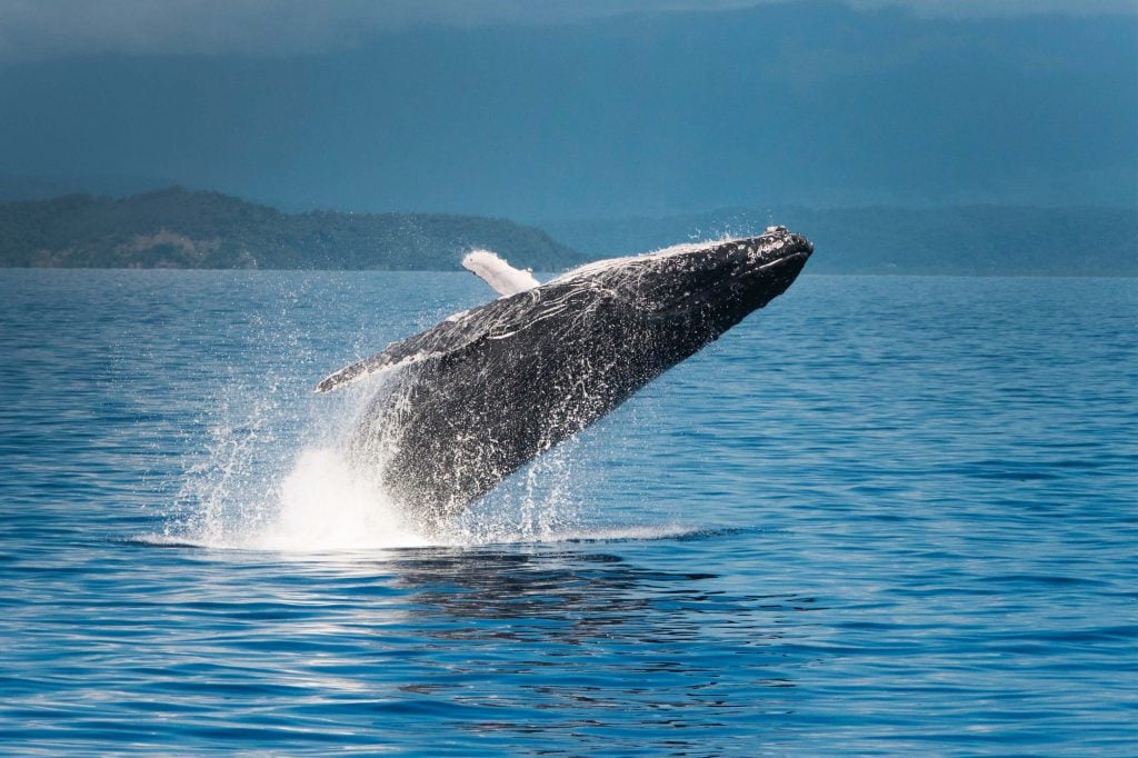 humpback whale skyhopping