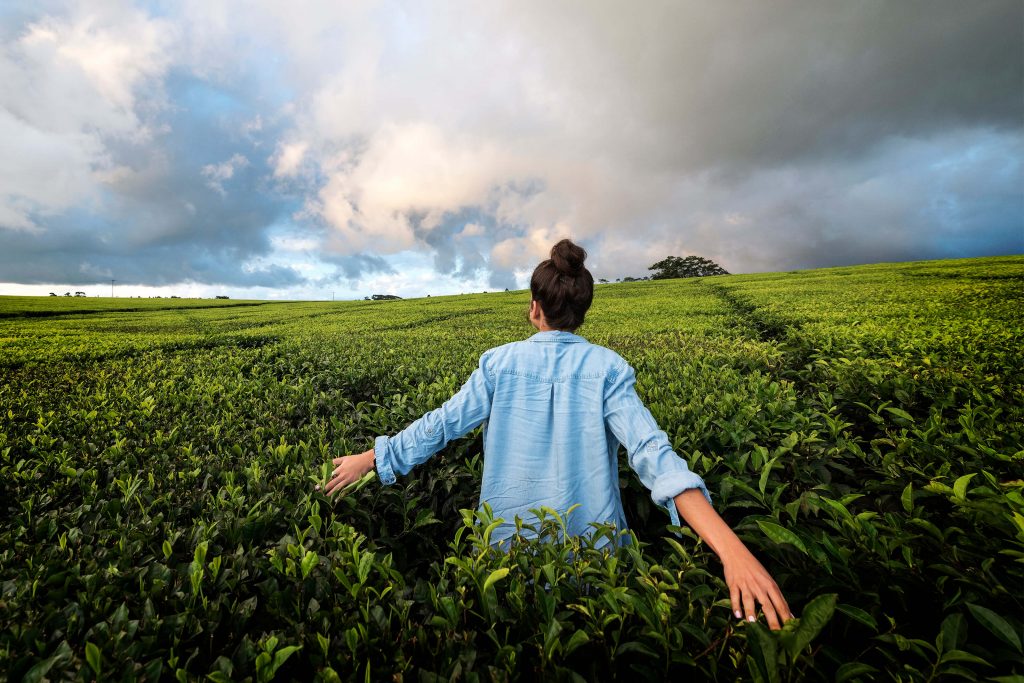 nerada tea fields