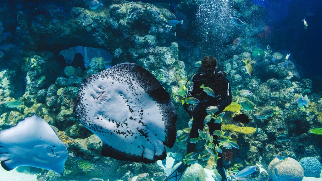 Cairns Aquarium