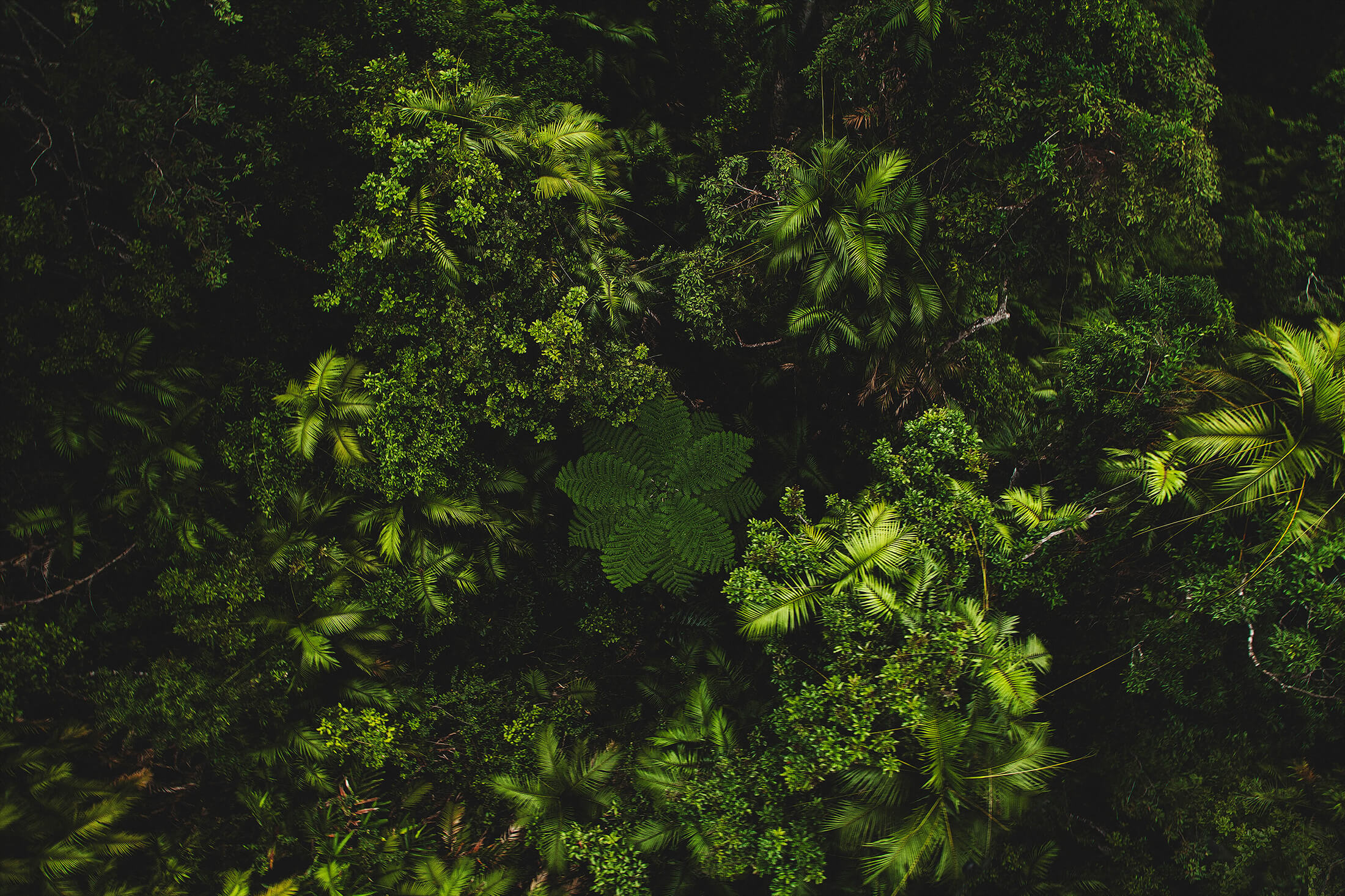 Aerial of the rainforest