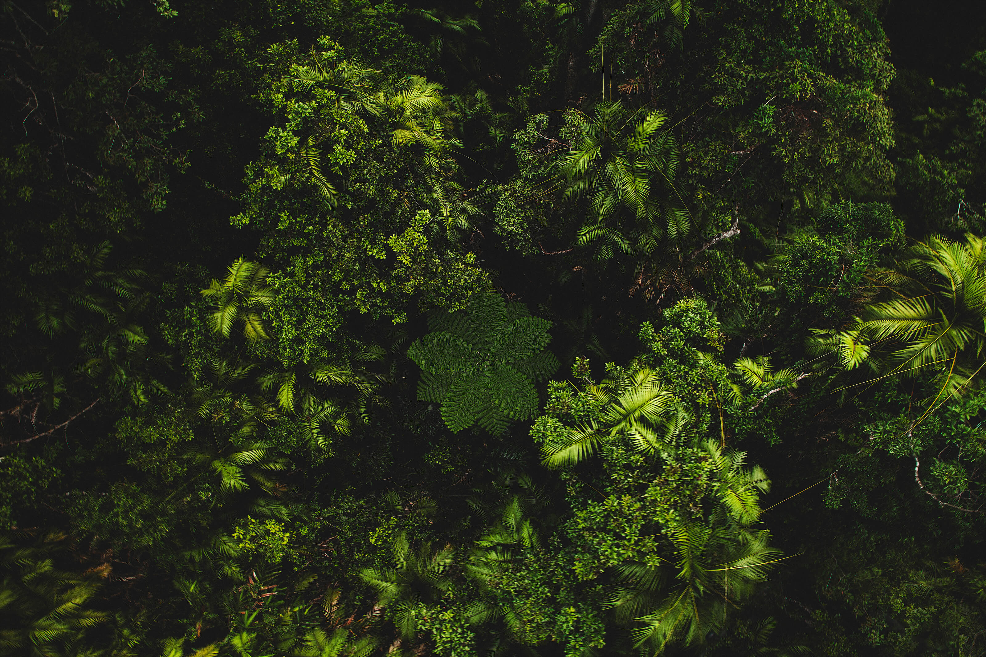 Aerial of Rainforest