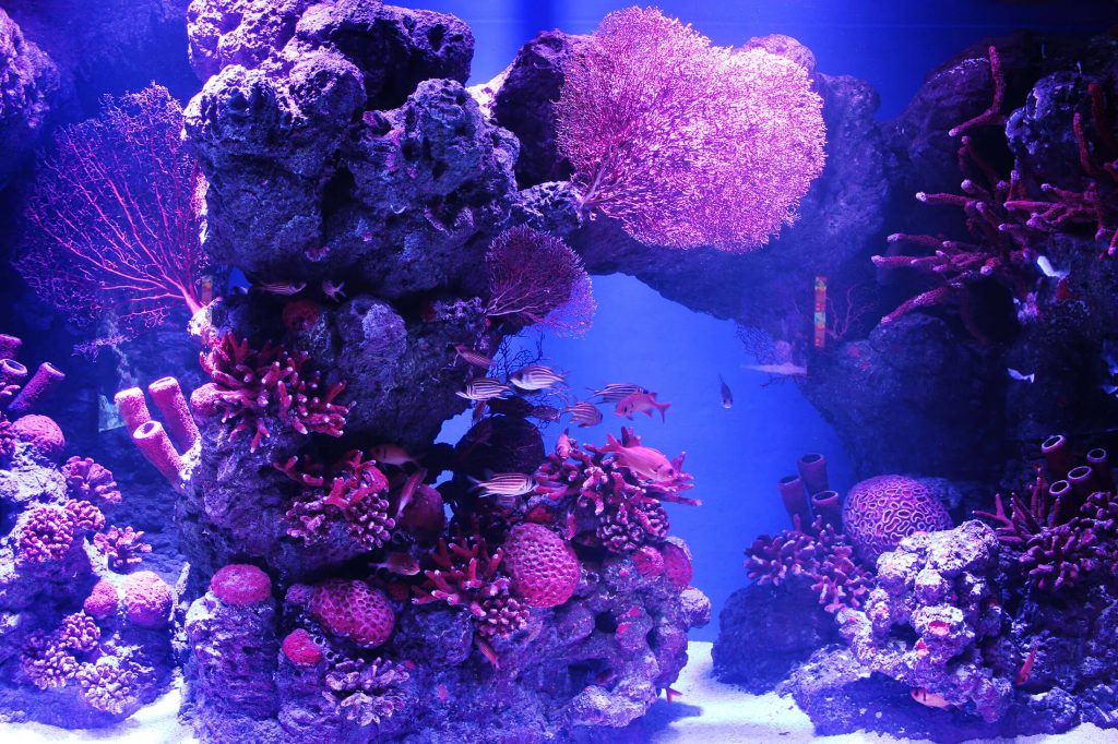 Cairns Aquarium