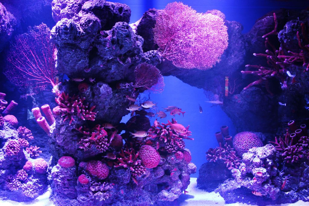 pink coral and fish in aquarium
