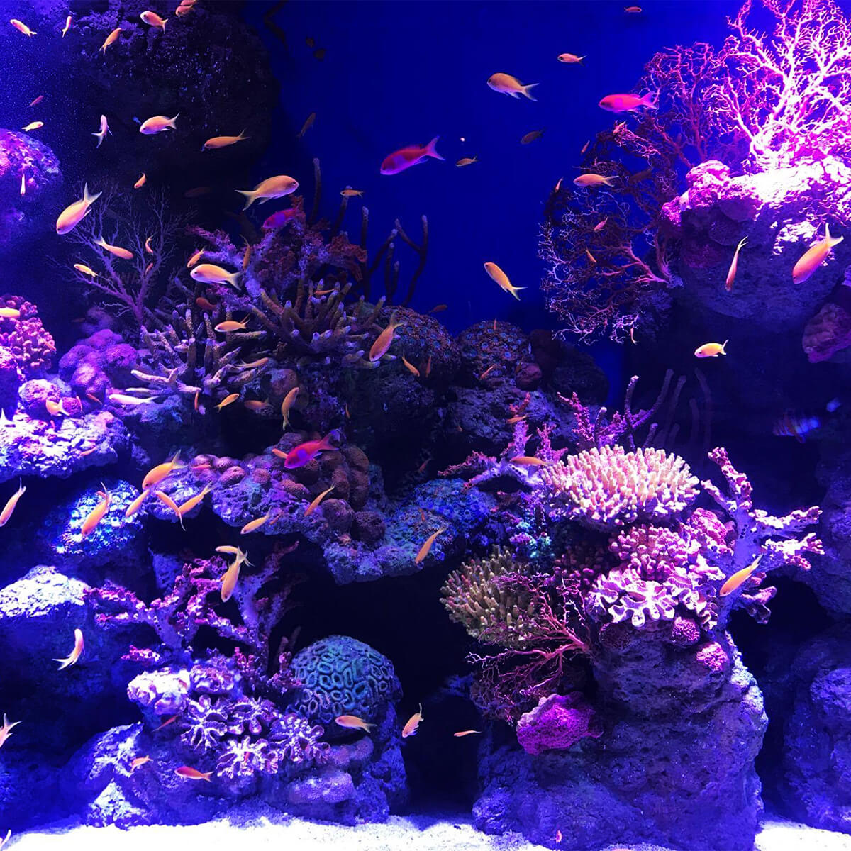 Visit The Cairns Aquarium Cairns & Great Barrier Reef