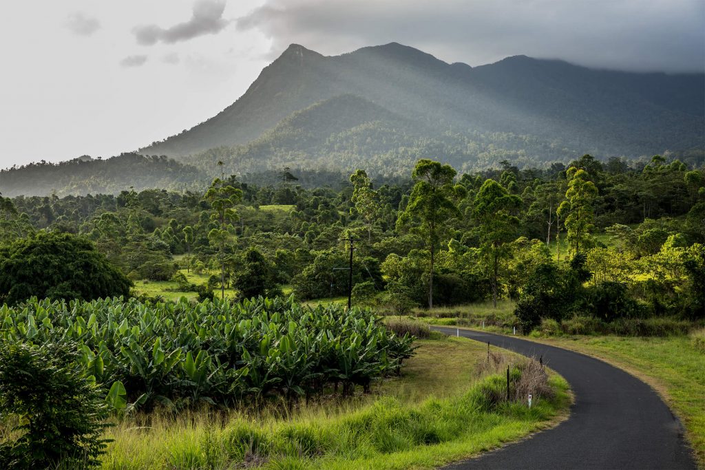 Bartle Frere over a banana farm plantation