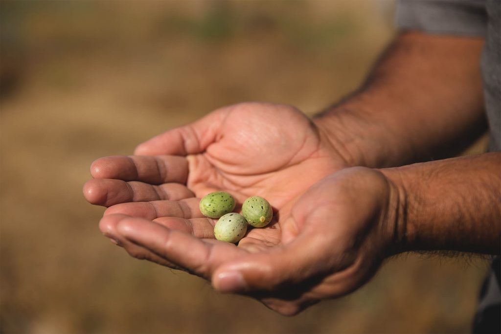 Bush tucker on Yagurli Tours