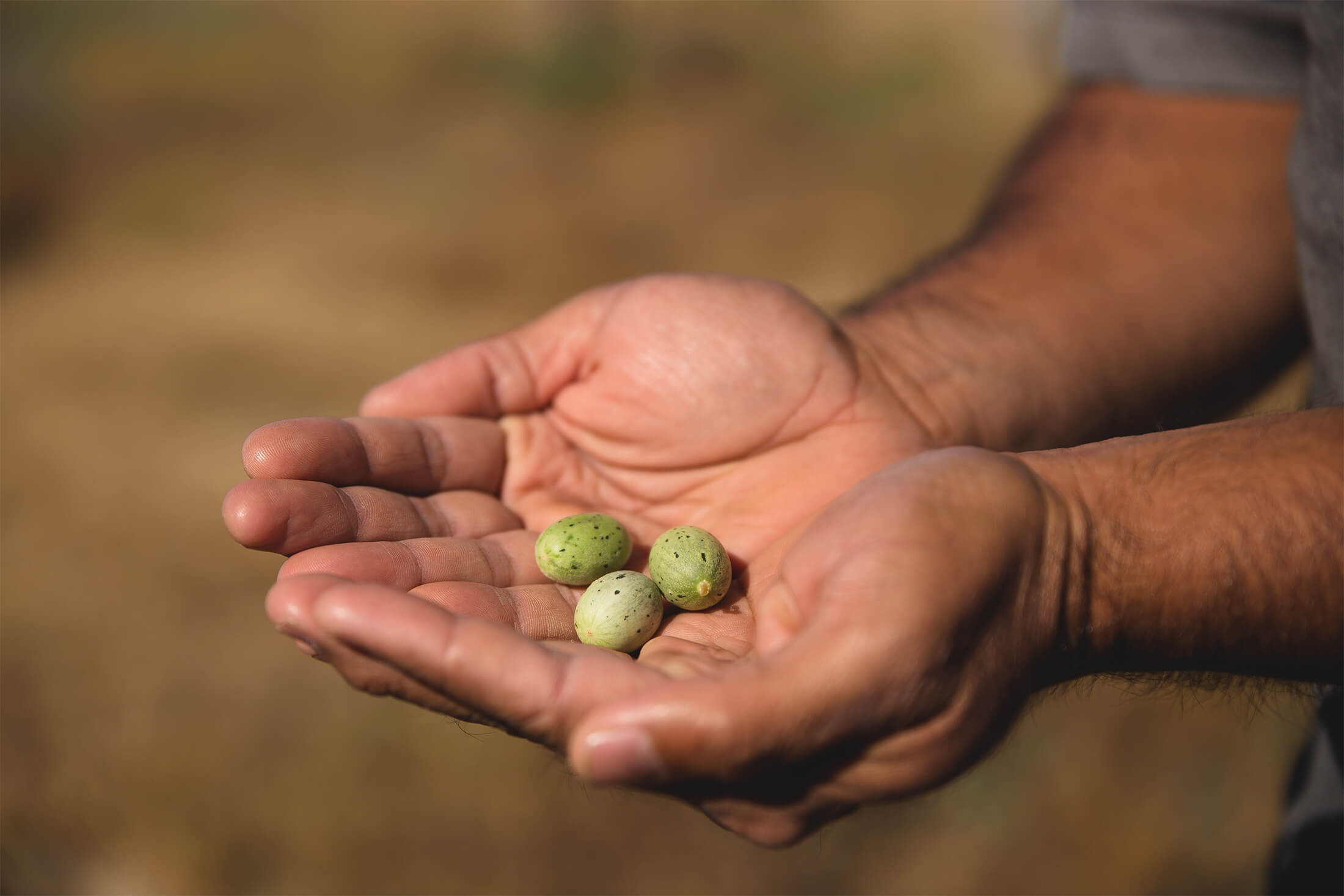Bush tucker on Yagurli Tours