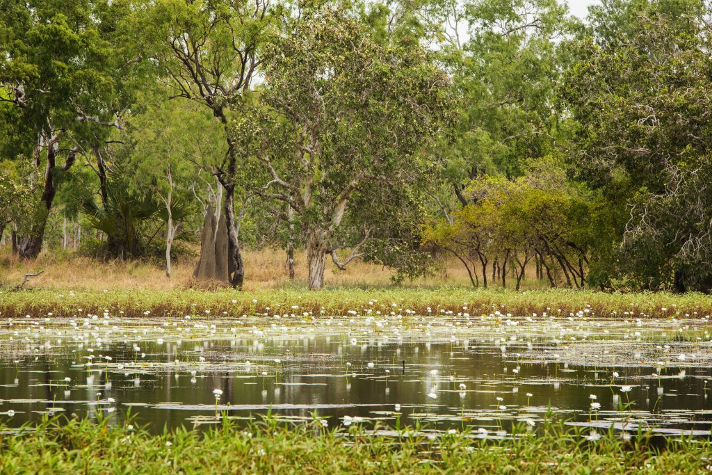 white lily lagoon Rinyirru (Lakefield) National Park (CYPAL) cape york