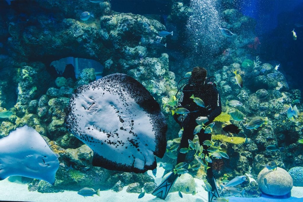 Diver in the tank Cairns Aquarium
