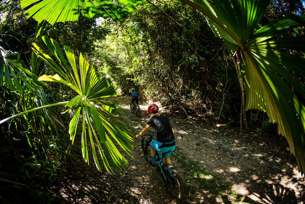 Musgravea Track licuala palms