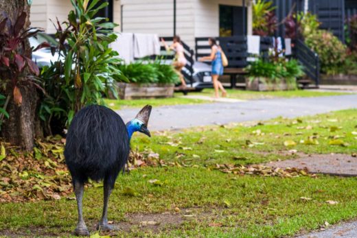 cassowary walking towards Etty Bay Caravan Park