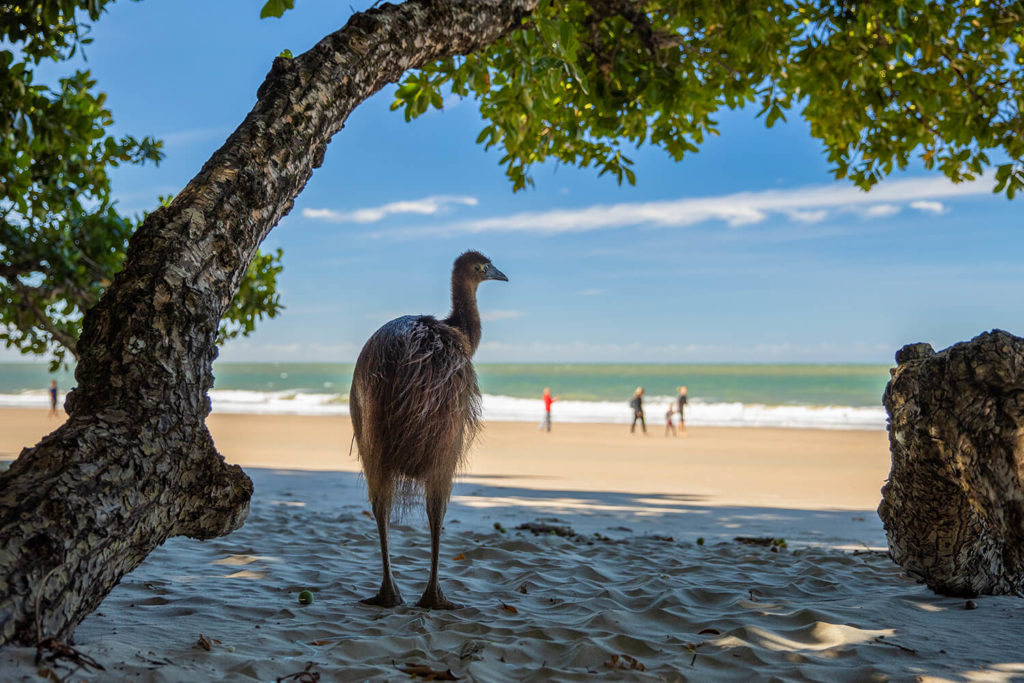 Juvenile cassowary at Etty Bay