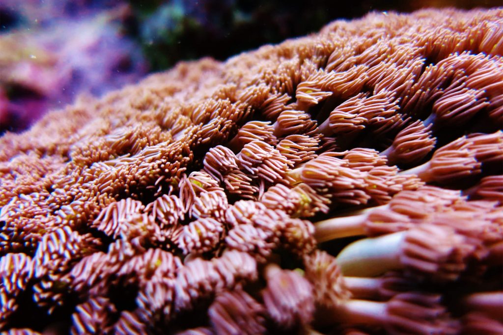 Snorkelling on the Great Barrier Reef