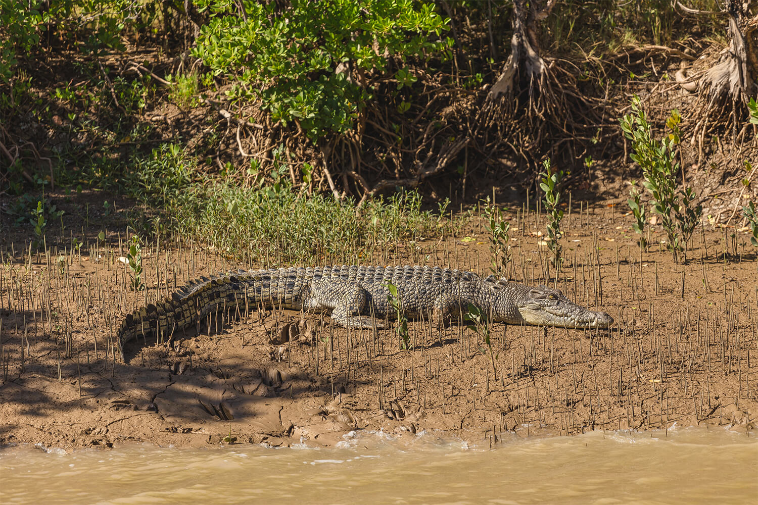 crocs live