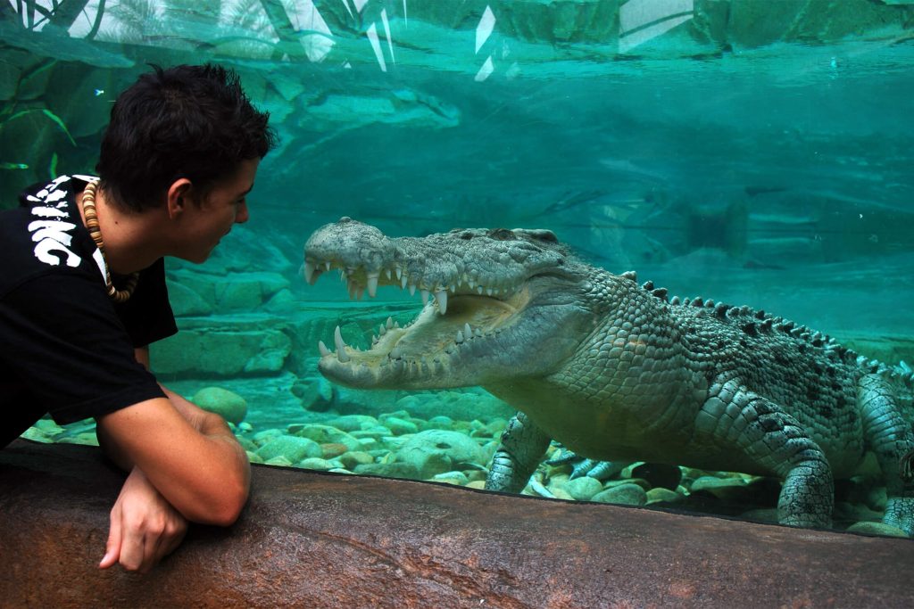 Cairns ZOOM & Wildlife Dome