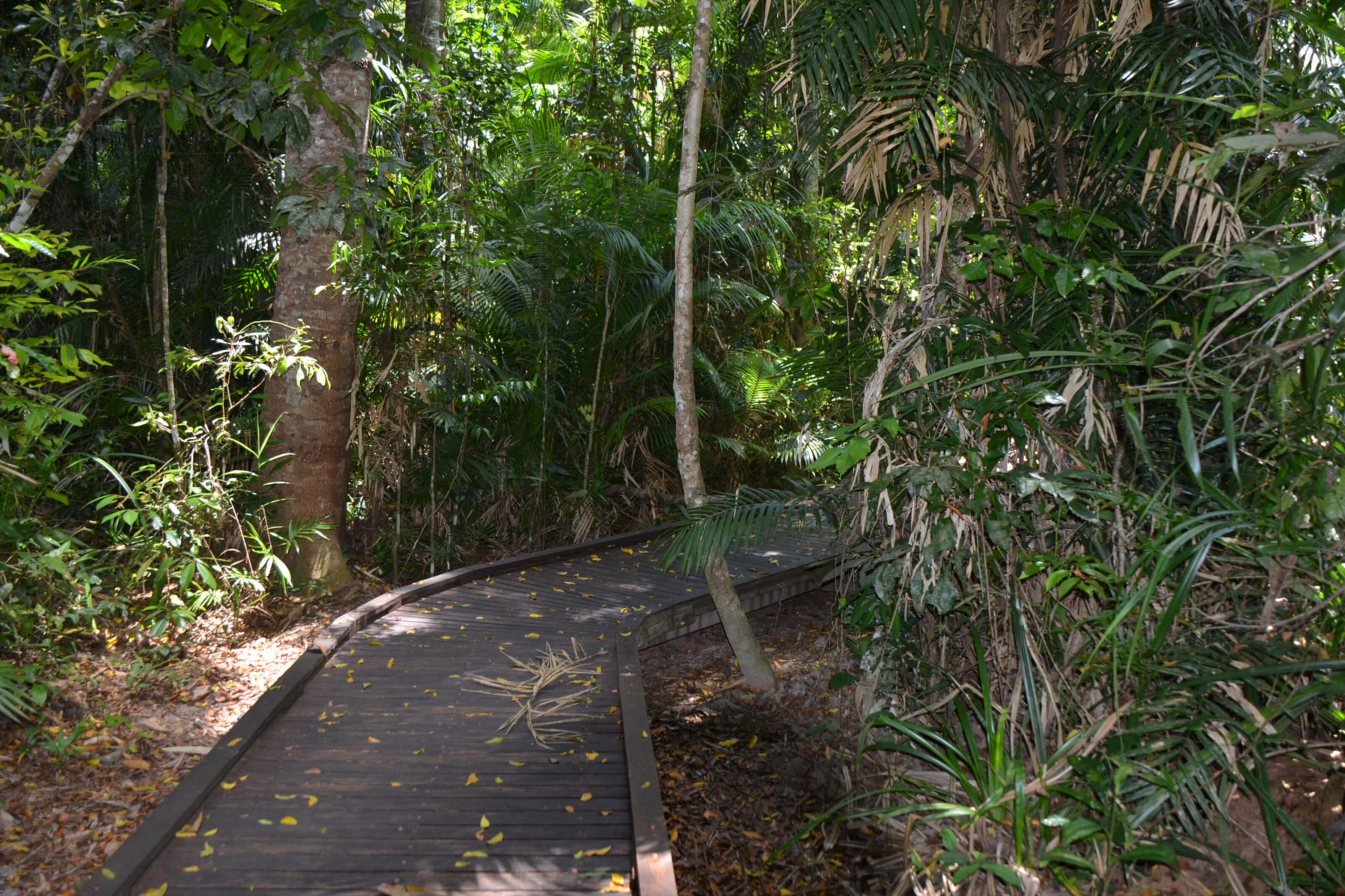 Kuranda Rainforest Walking Trail