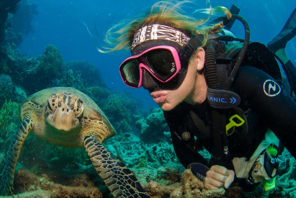 sea turtles divers den on the great barrier reef