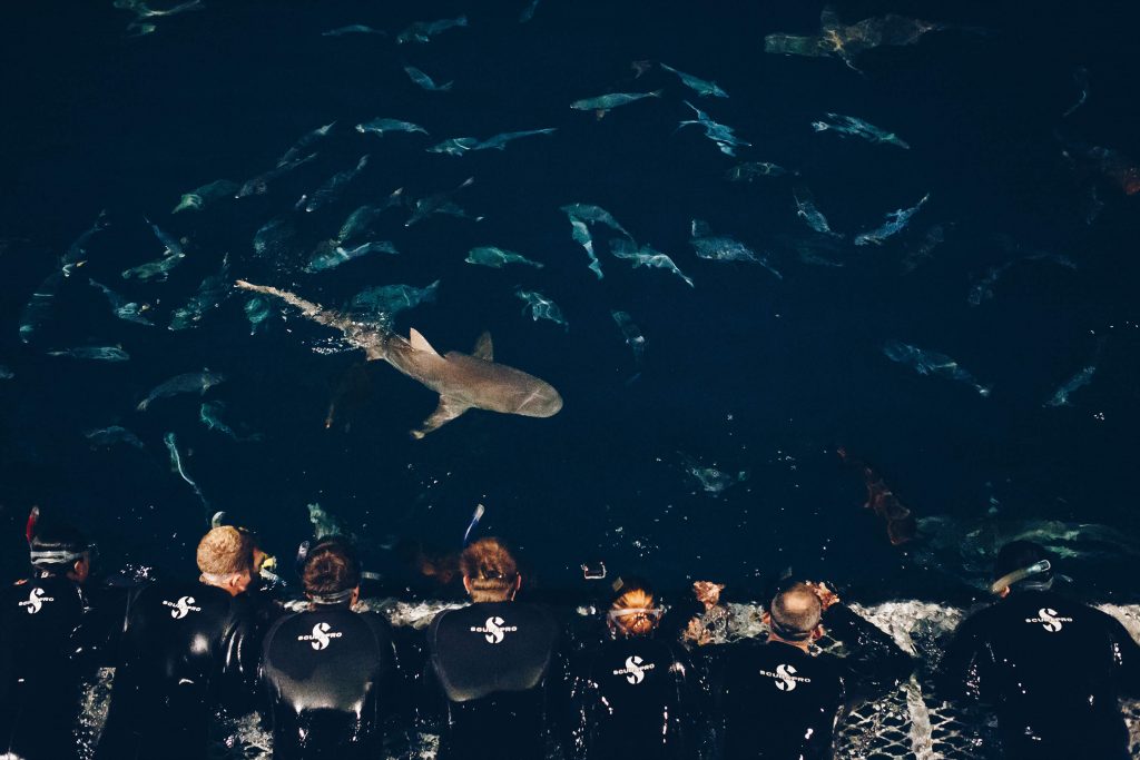 shark dives and snorkelling on the great barrier reef