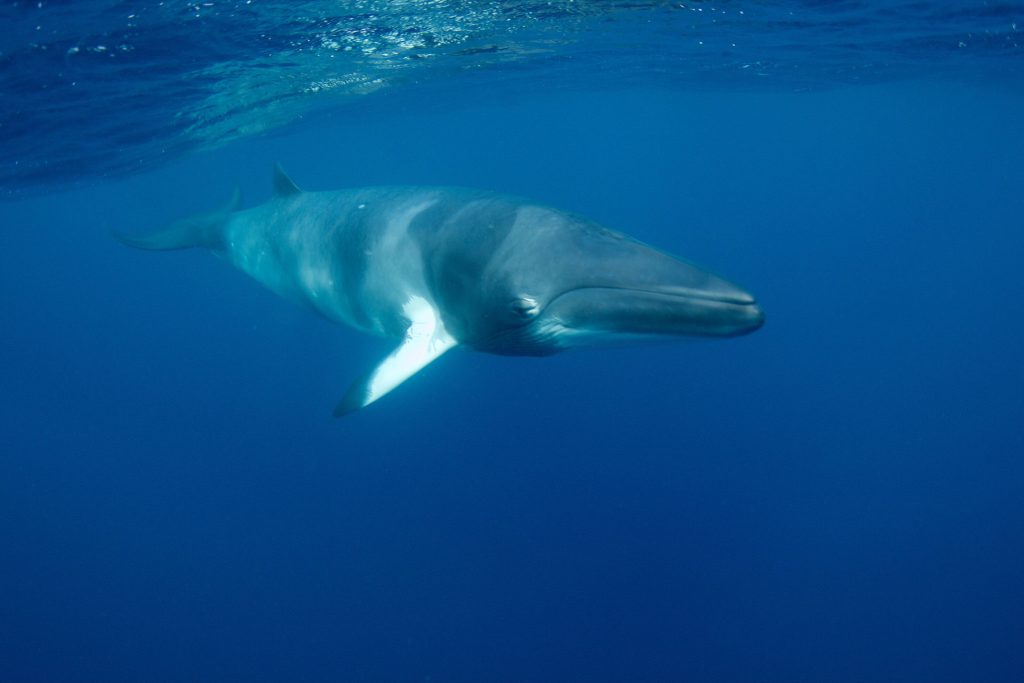 minke whale expedition with divers den