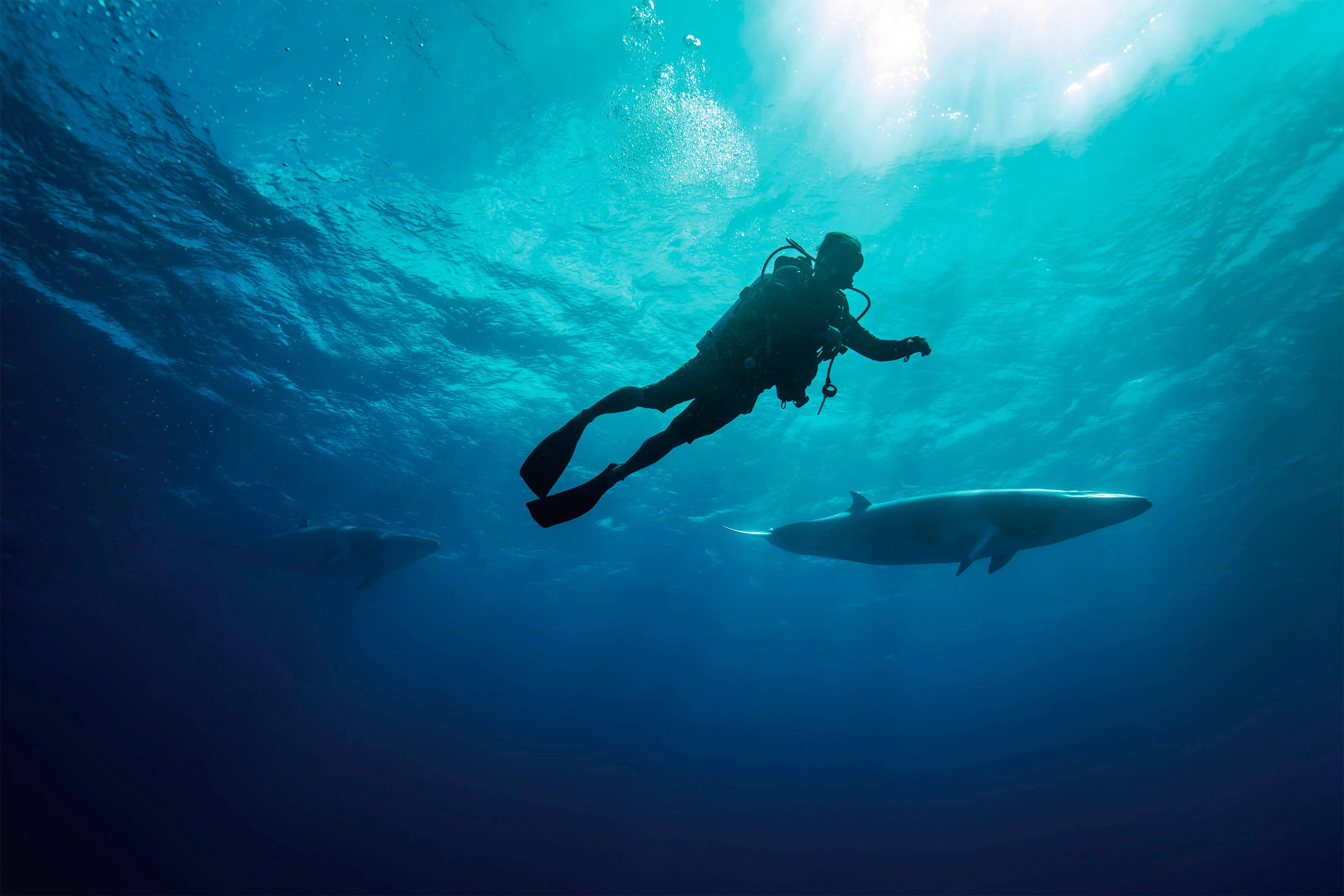 scuba diving on the great barrier reef