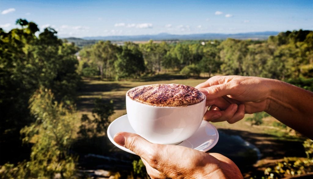 Coffee at skybury coffee plantation in mareeba
