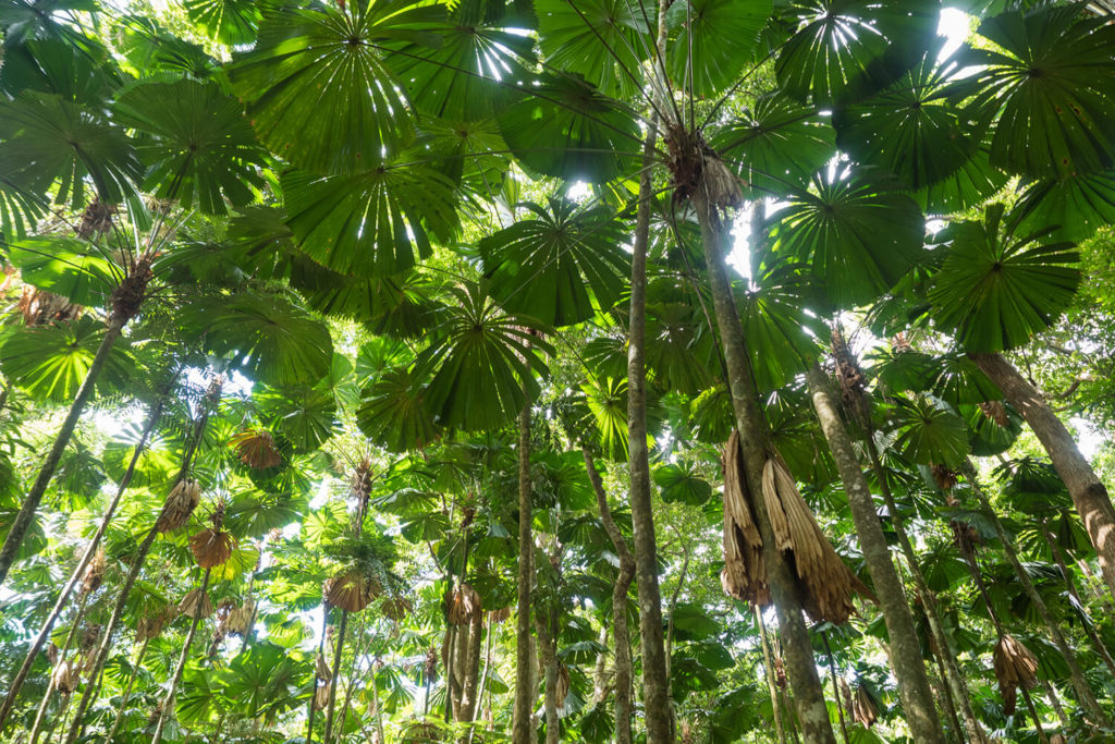 fan palms in daintree rainforest