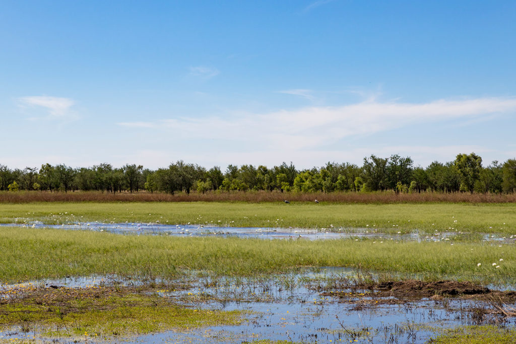 Brolgas Mutton Hole Wetlands