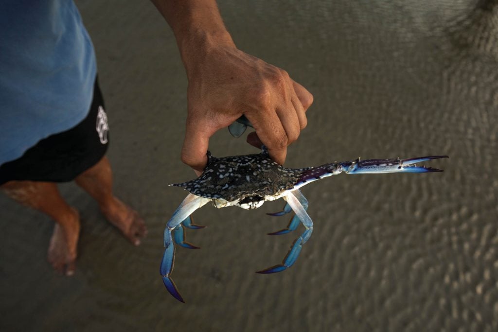 mud crab caught at cooya beach