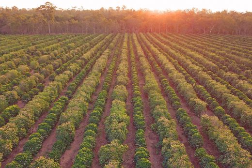 Sunset at Jaques Coffee Plantation
