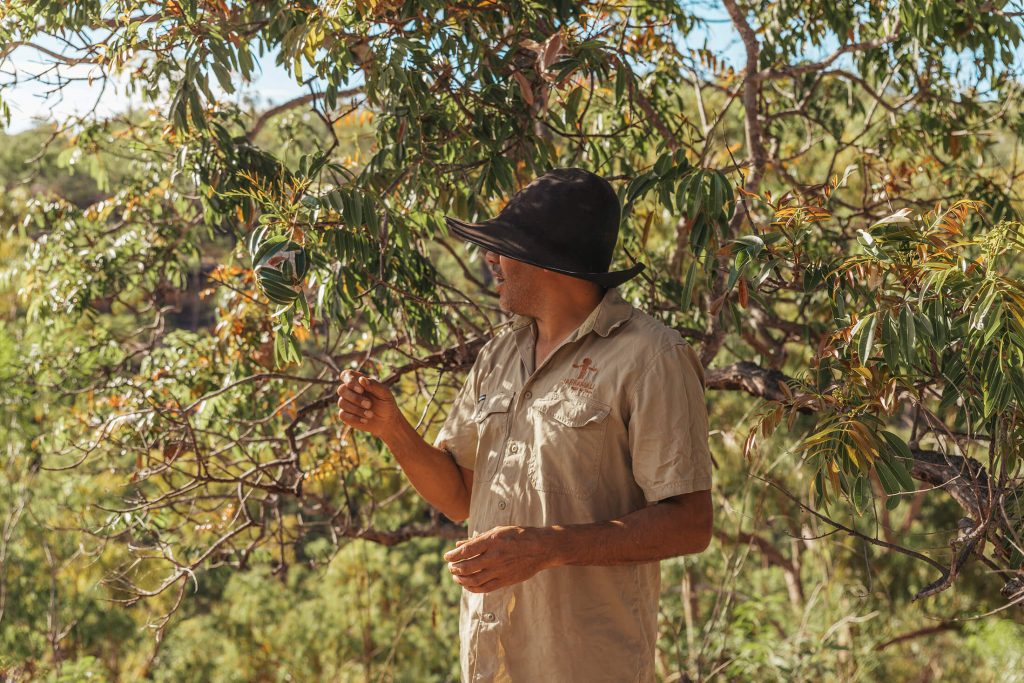 Bush tucker Jarramali Rock Art Tours