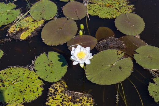 Lily at wetlands